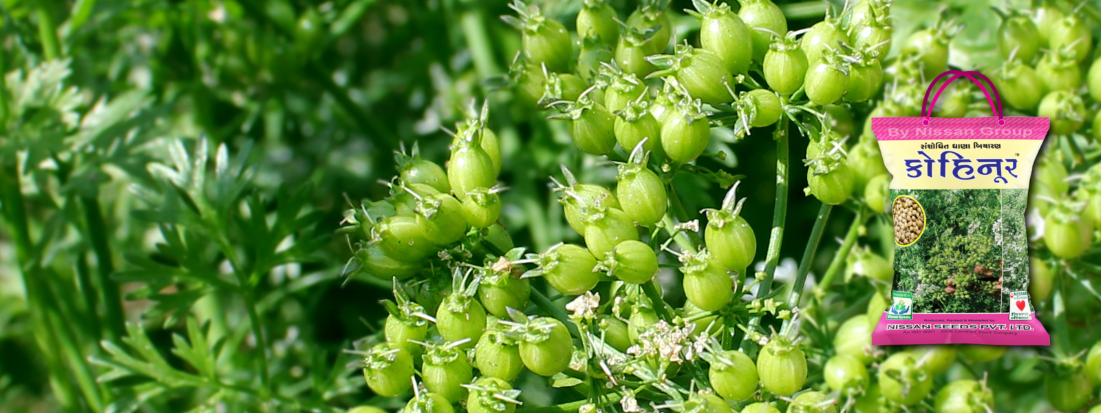 Nissan Seeds Kohinoor